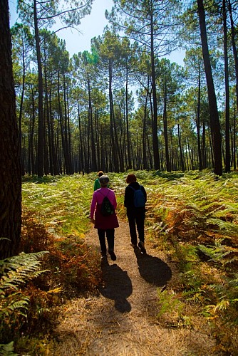 Foret guillaume Madec_1081 web