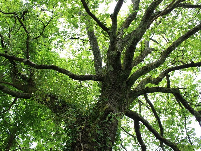 A Mios, balade au fil de l'Eyre