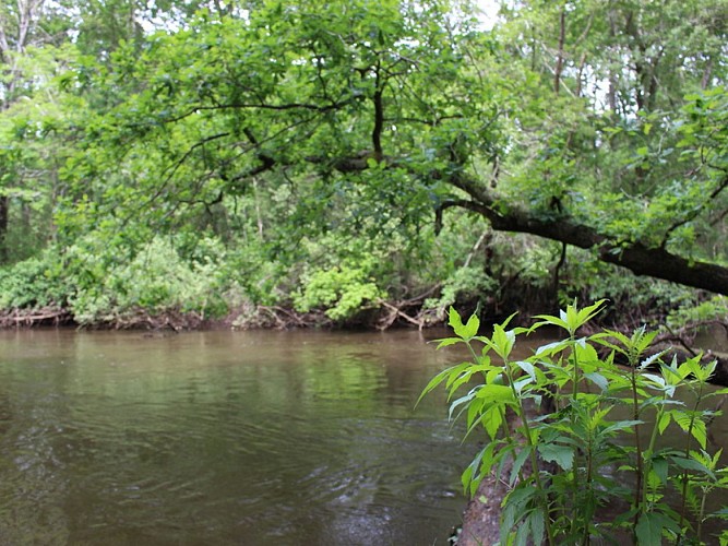 A Mios, balade au fil de l'Eyre