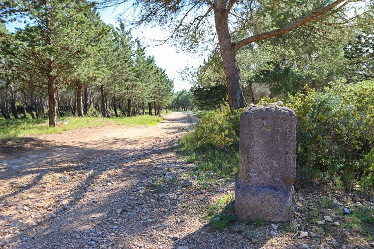 14 / Ouveillan : autour de l'étang