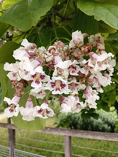 Flore variée