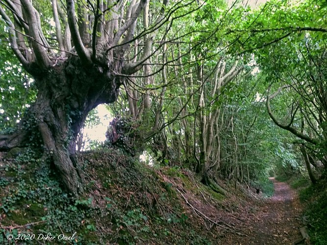 Saint-Germain-de-la-Coudre chemin creux et trognes