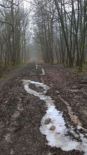 Foret de Rambouilllet - Sous-bois par une journée pluvieuse