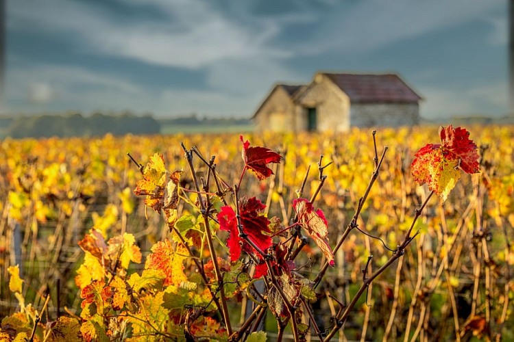 Loge-_de_vigne_Automne