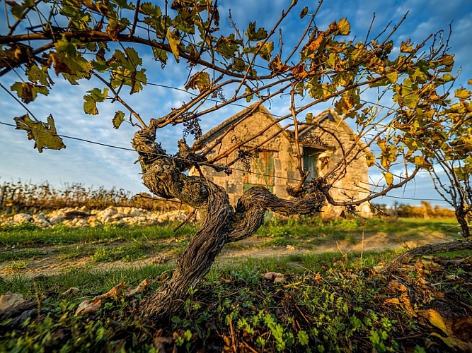 Loge_de_vigne_Automne