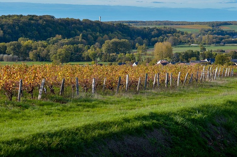 Vignoble Domaine Patrice Colin 