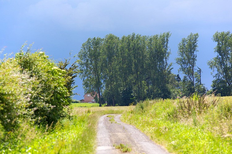 Lederzeele paysage flamand