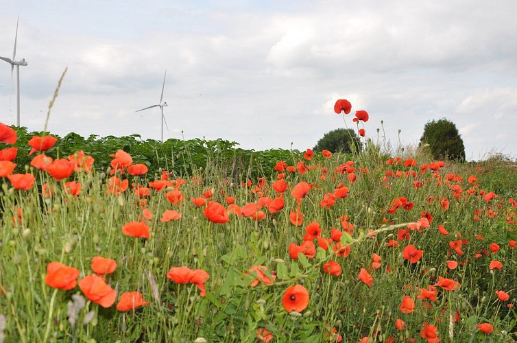 Coquelicots - Flesquières