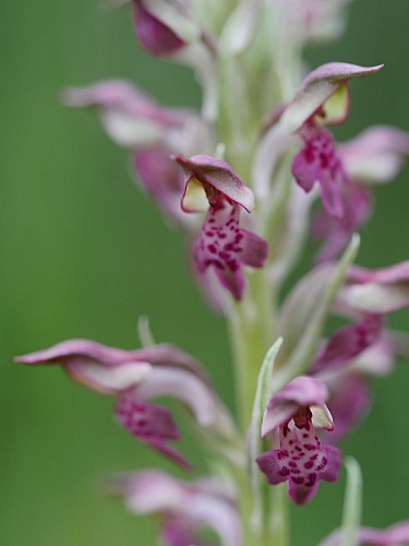 Orchis parfumée
