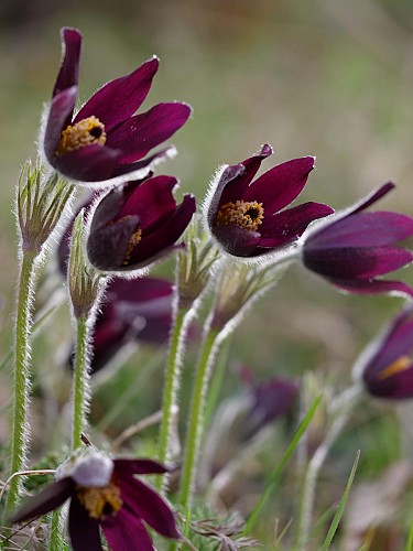 Anémone Pulsatille rouge
