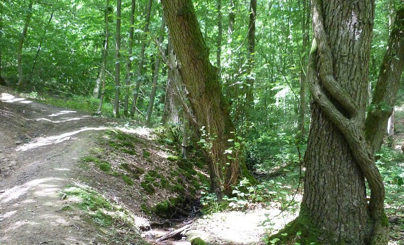 Cousolre Le chemin des Larrons