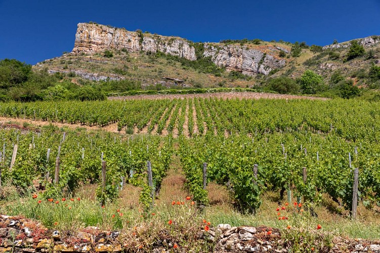 solutre-pouilly-roche-de-solutre-paysage-etienne-ramousse-macon-sud-bourgogne(5)