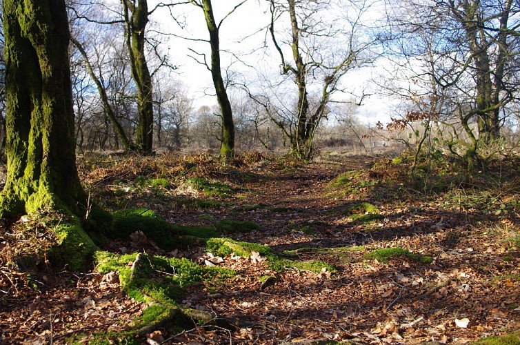La tourbière en hiver