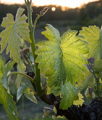 Balade entre village et vignoble