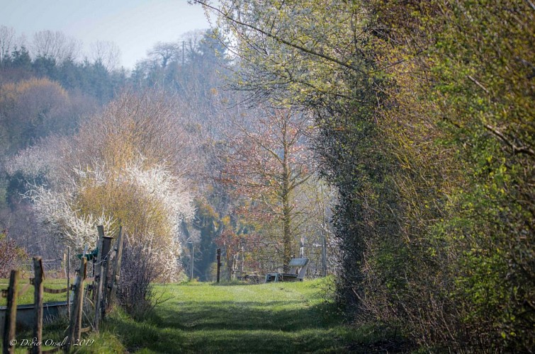 Chemin à Nocé-Courboyer