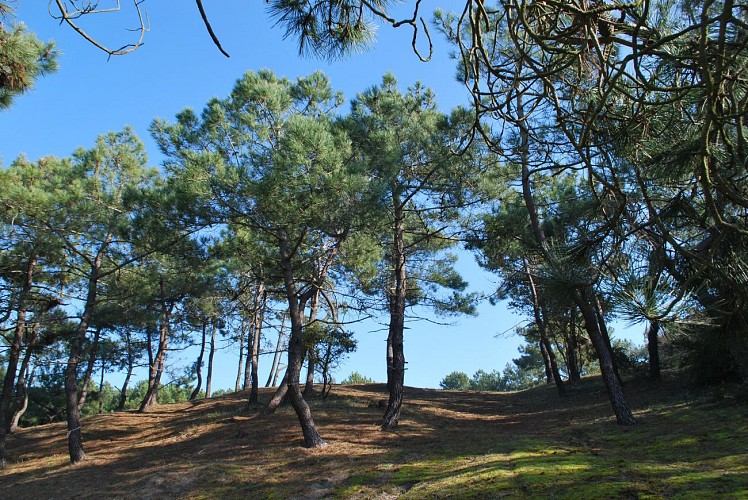 Auf dem Weg durch die Mühlen - Ile de Noirmoutier