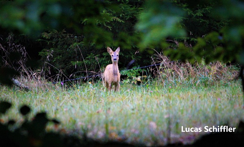 Ferme Libert -Trôs Marêts - Bernister