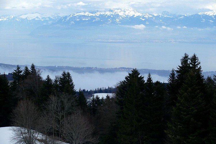 Vue sur les Alpes, le Mont-Blanc et le lac Léman