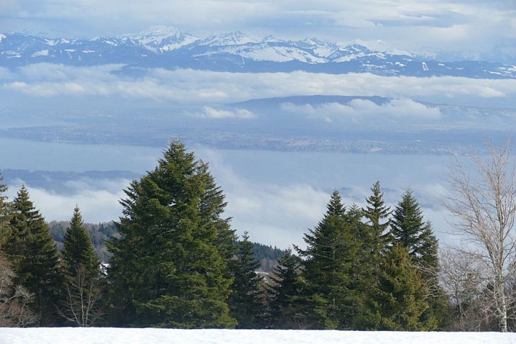 Vue sur les Alpes, le Mont-Blanc et le lac Léman