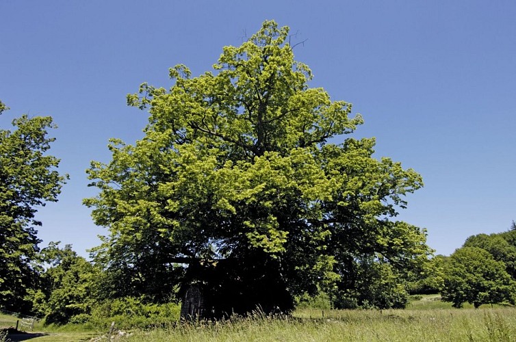 CollectionCDT23_J.Damase_BAT_StSulpiceleDunois_7468.jpg-1024px.JPG_2