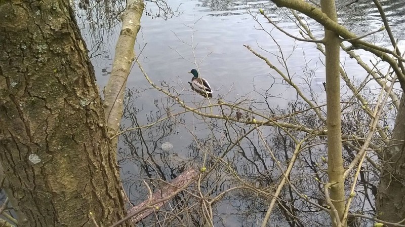 Étang de Cucufa et son hôte