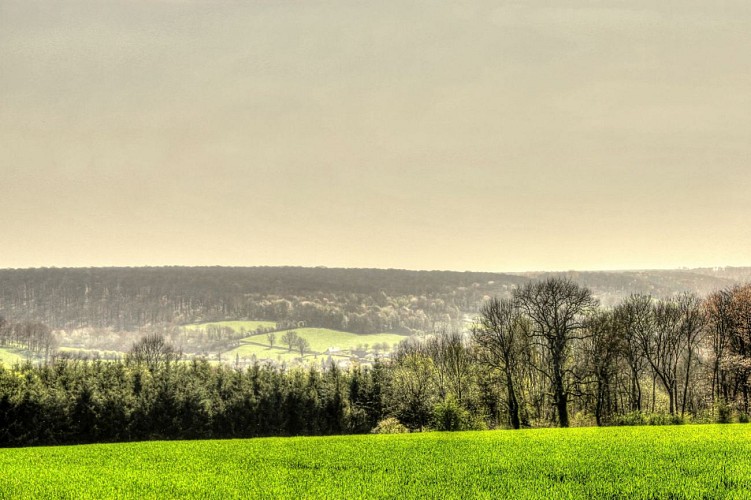 Vue sur la forêt d'Eawy