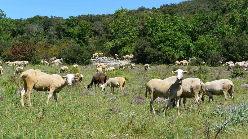Moutons Viols le Fort@ Gilles Delerue