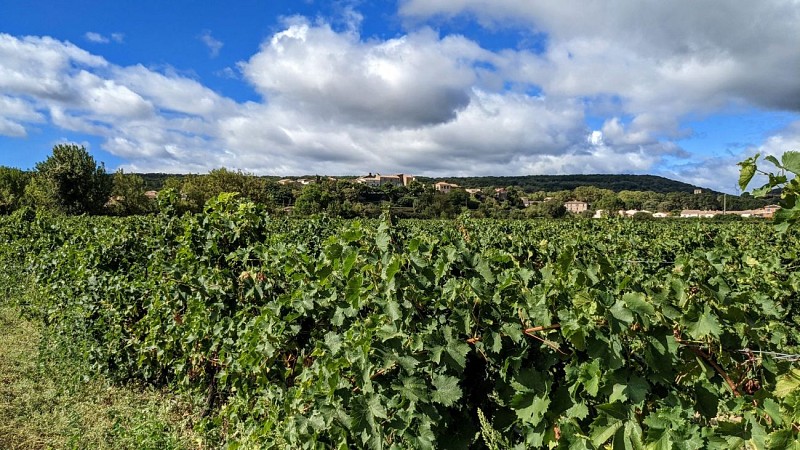 Vignes et volcans de fontes0002 ©Gilles Delerue - ADT34