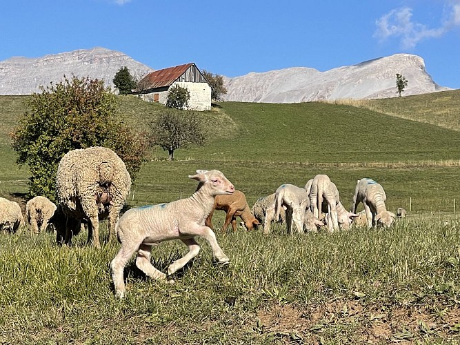 GR®69 - La Routo® Etape Seyne - Le Laverq