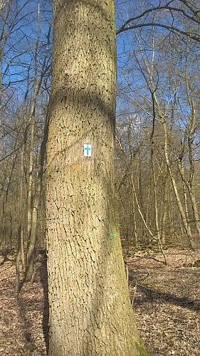 Foret de St Germain en Laye - Chemin des Oratoires