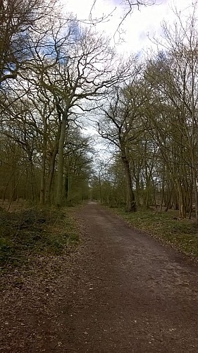 Foret de St Germain en Laye - Route du Corra