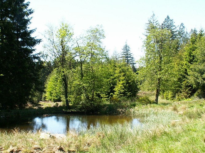 Du Plateau des Tailles à Bernistap - Tronçon 2 - Les Tailles - Steinbach