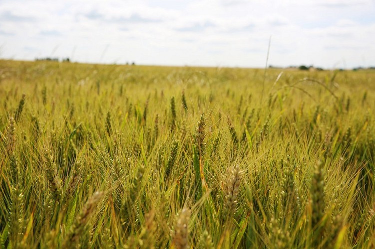 N° 13 Le Grimbourg Molagnies