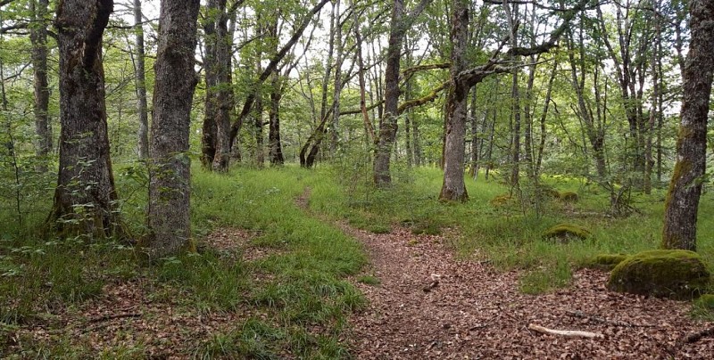 La Grotte des Anglais à Vic sur Cère - circuit fermé momentanément-