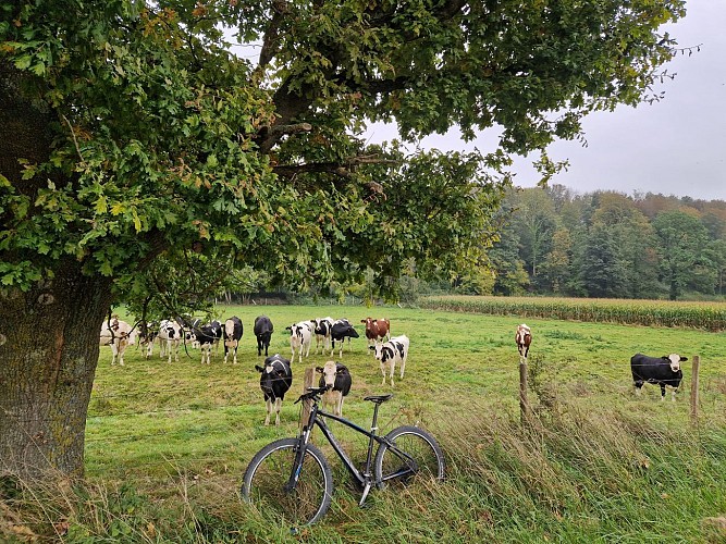 Campagne ternésienne