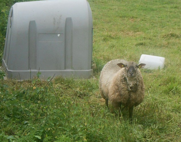 Dans le bocage de Saint-Martin-de-Bonfossé
