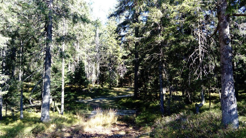Le Pont du Metty à La Bresse (88) : circuit 1
