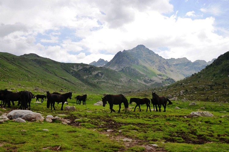 Les chevaux de Mérens à Las Peyres