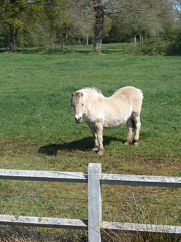 Saint-Jean-de-Daye : Halage et marais