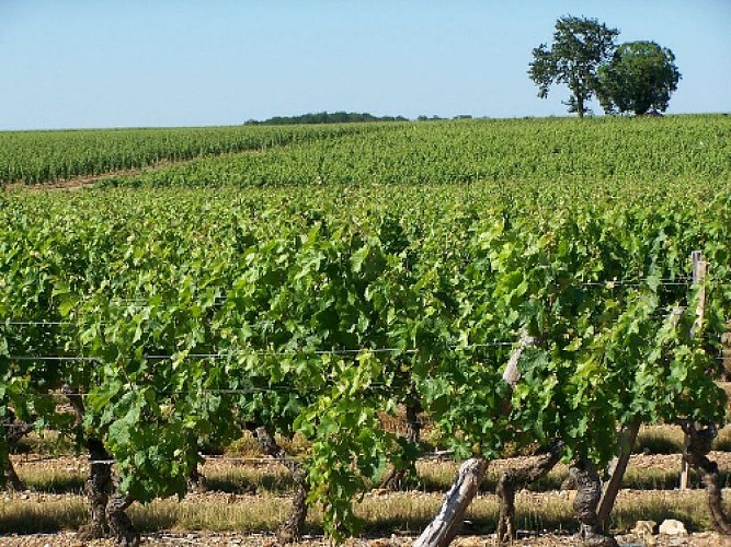 Circuit de randonnée : De bois en vigne et lavoirs