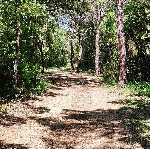 Bois de la Rouvière / Mas d'Agrès