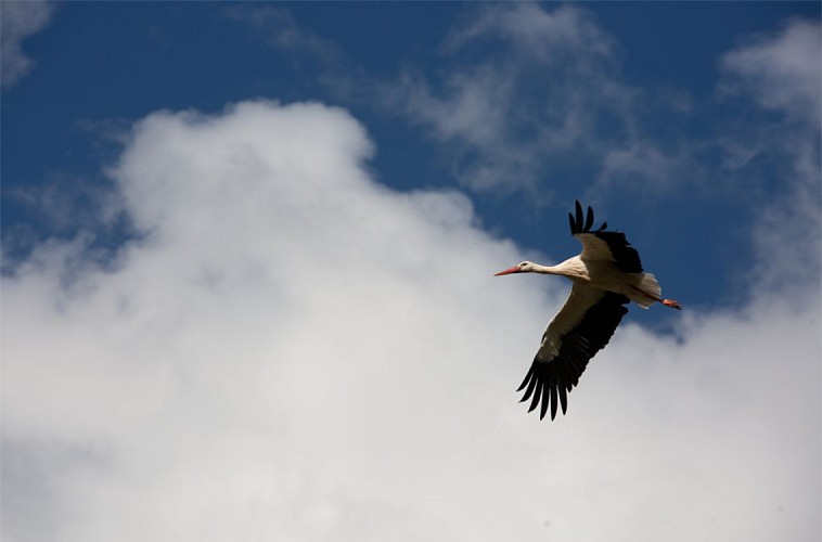 Entre haut et bas pays  - Saint-Fromond