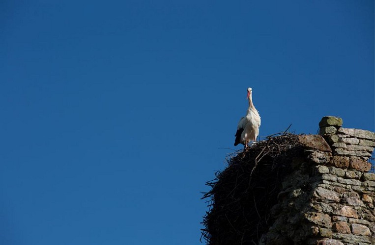 Entre haut et bas pays  - Saint-Fromond
