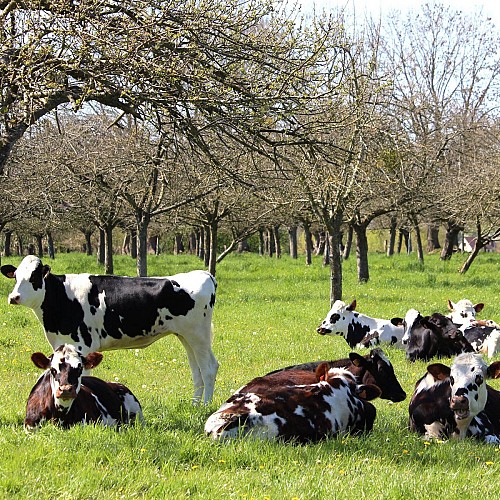 Veaux normands & pommiers hautes tiges