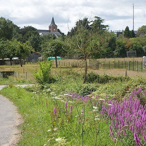 Salicaire (premier plan)