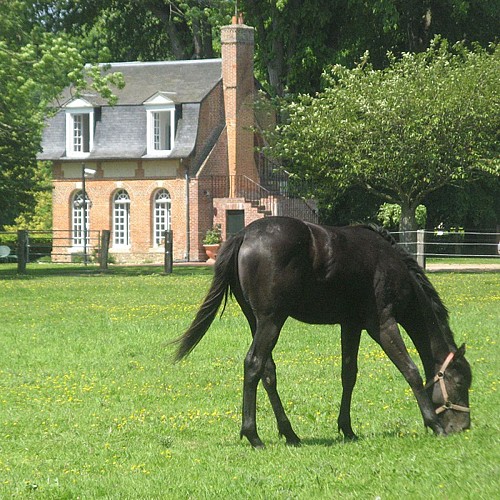 Haras