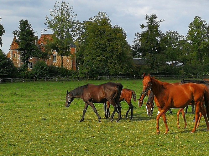 chevaux près du haras de Victot Pontfol