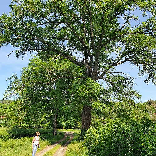 Randonneuse sur les chemins de campagne