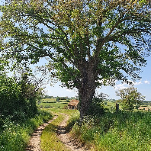Chemin de campagne, Murat