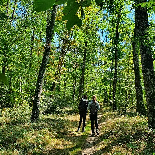 Forêt Domaniale de la Suave